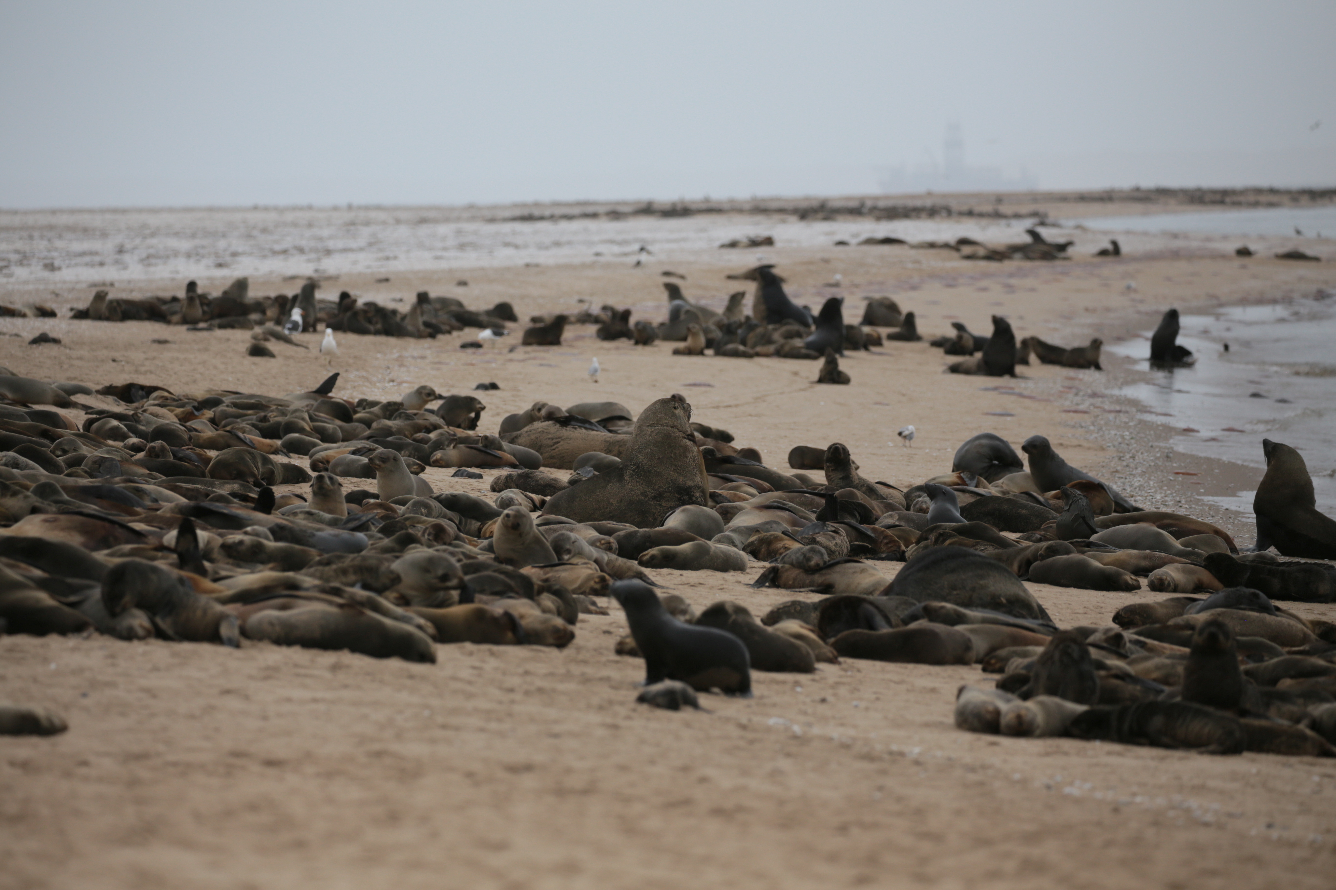 Las focas usan un extraño lenguaje bajo el agua que casi ninguna especie puede escuchar (VIDEO)