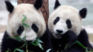 El cortejo y la cópula de una pareja de pandas salvajes, un evento pocas veces documentado (VIDEO)