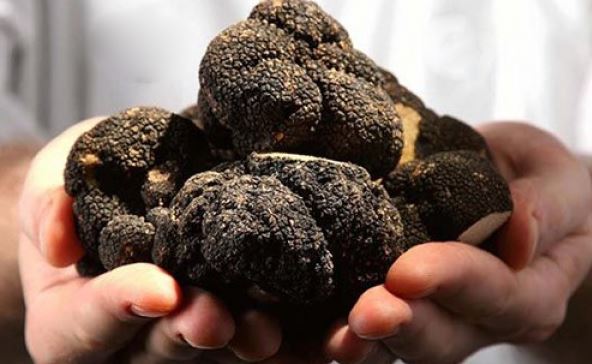 ¡COSTOSA! Los misterios de la trufa negra, el diamante de la gastronomía (Video)