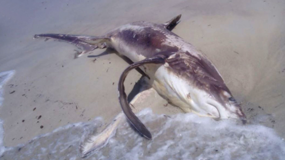 Encuentran un tiburón apuñalado en el corazón por un pez espada… y con el “arma” todavía en su cuerpo (VIDEO)