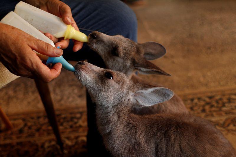 Hospital móvil para animales salvajes heridos recorre calles de Australia