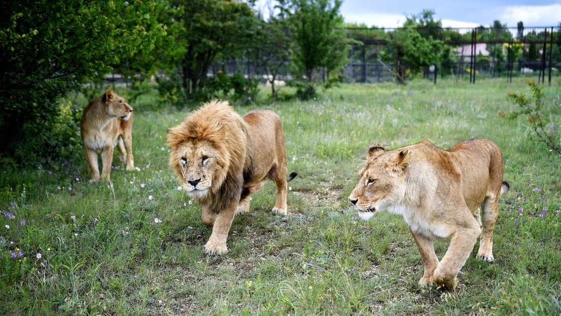 Leones en cautiverio se mutilan unos a otros ante los visitantes de un parque safari