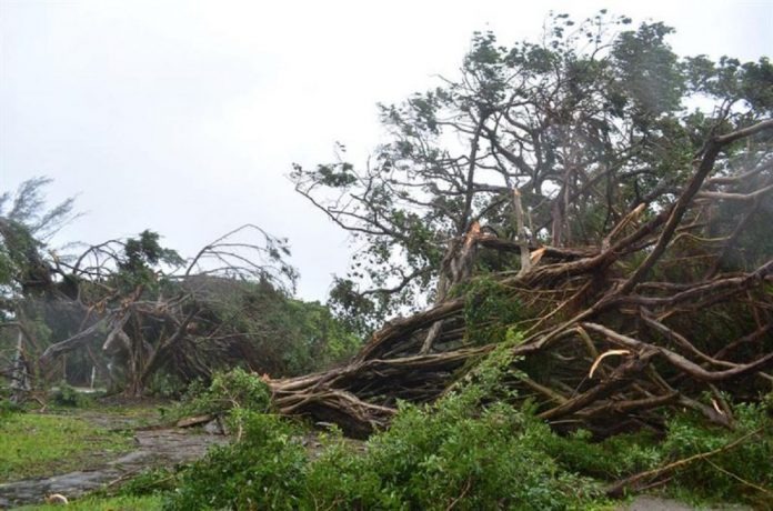 Dos personas perdieron la vida tras desplomarse un árbol sobre ellos en Puerto Cabello