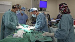 Un hombre amputado recibió un trasplante de brazos y hombros en Francia