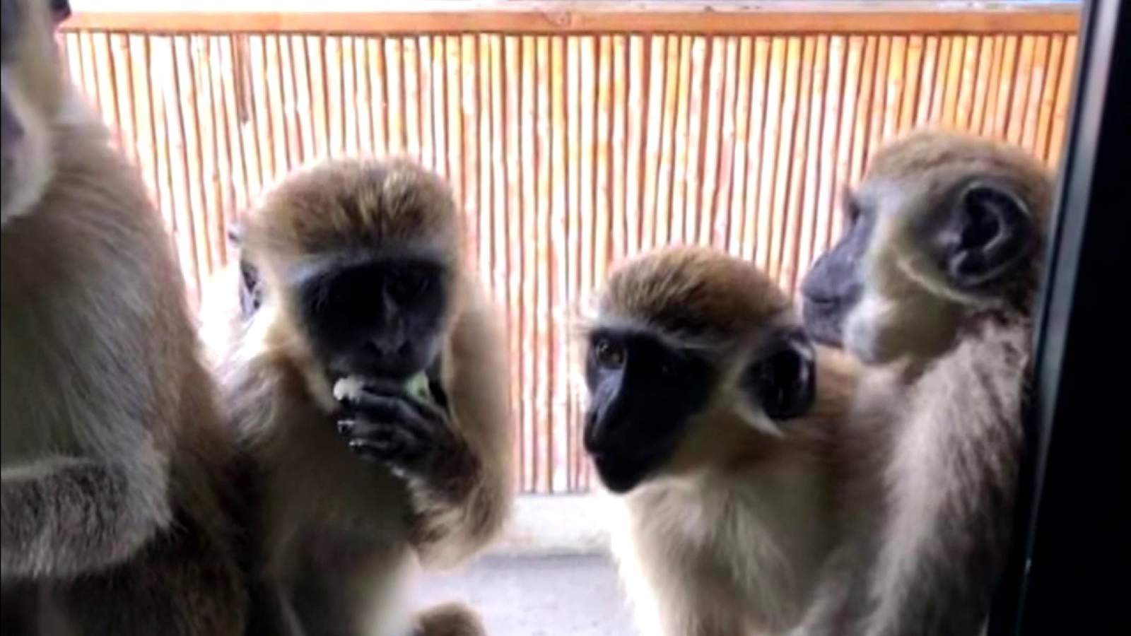 Cerca del aeropuerto de Florida crece una colonia de monos muy amigables (Video)