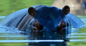 Posiciones a favor y en contra: Hipopótamos que Escobar trajo a Colombia podrían ser sacrificados