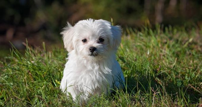 FDA alertó sobre un alimento para mascotas contaminado tras la muerte de 28 perros