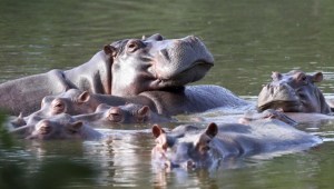 El incierto futuro de los “preocupantes” hipopótamos de Pablo Escobar