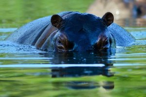Colombia crea alianza para el control de hipopótamos, animal que proliferó por la excentricidad de Pablo Escobar