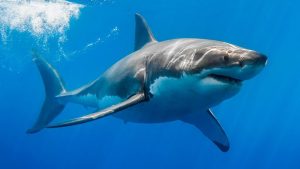 Tiburón mordió en la pierna a un niño de 11 años en una playa de Florida