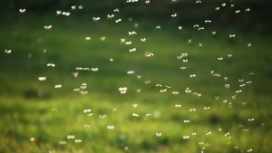 Plan para liberar millones de mosquitos transgénicos provoca inquietud entre los residentes de Florida