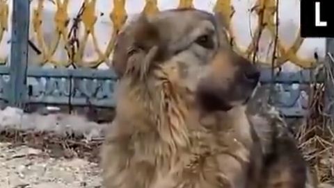 Rescate en Rusia: Niños salvaron a un perro de morir ahogado bajo capas de hielo (VIDEO)