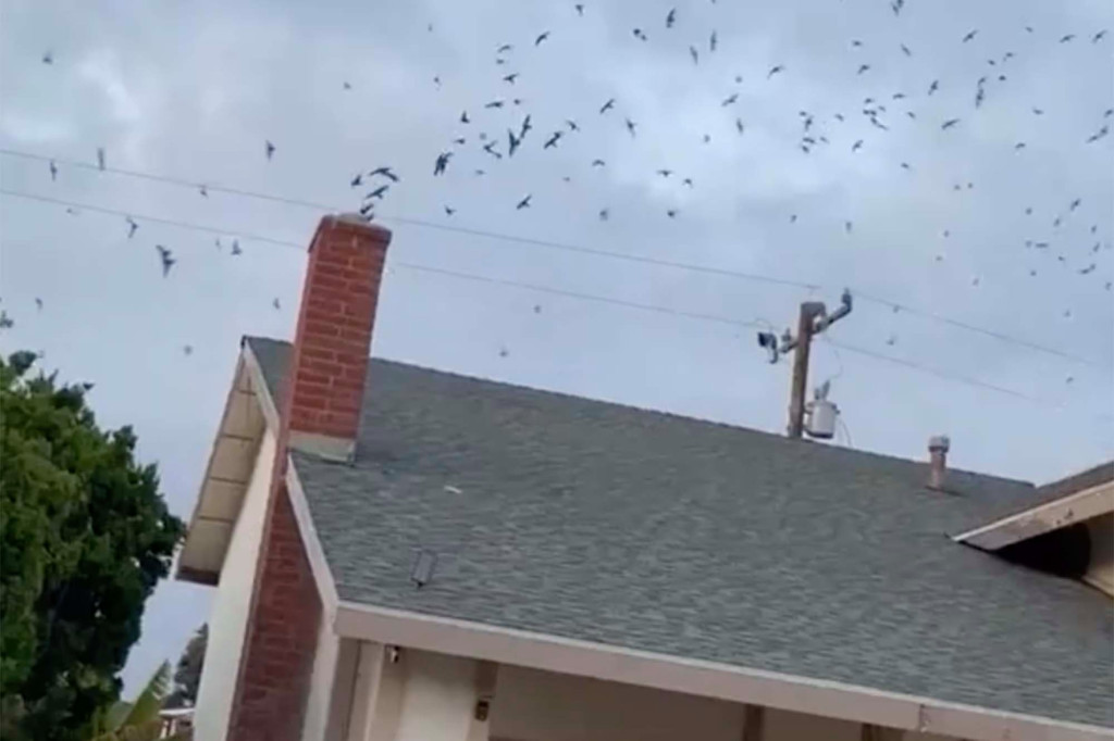 Invasión salvaje: Cientos de pájaros ingresaron por la chimenea de una casa en California (Video)