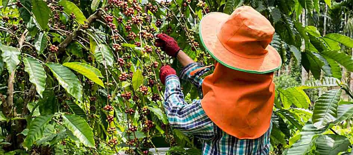 Productores de café en Táchira tienen dos años “agonizando”