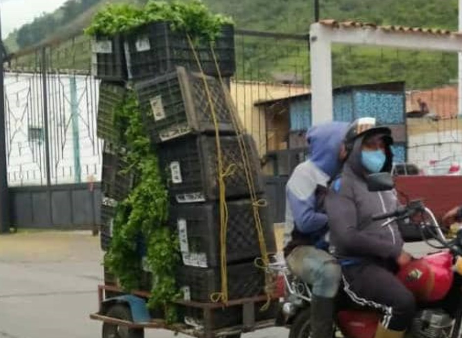 “Mototritones”: Así cargan las cosechas de verduras y hortalizas en el páramo merideño ante crisis de distribución de gasolina (Fotos)