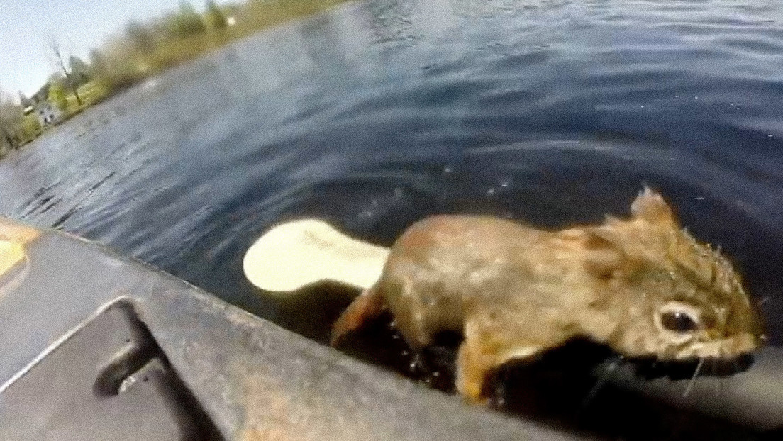 VIDEO: Pescador salvó de morir ahogada a una ardilla que intentaba cruzar un río