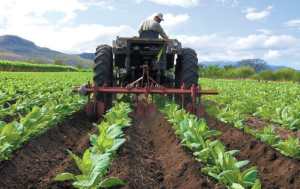 Fedeagro: Productores requieren créditos para incrementar la siembra