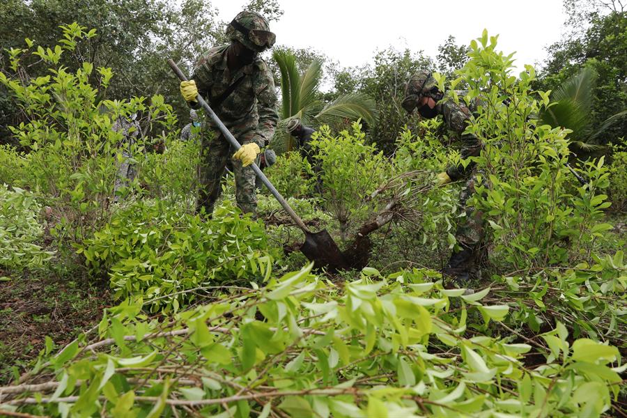 Las hectáreas sembradas de coca en Colombia se redujeron un 7 % en 2020