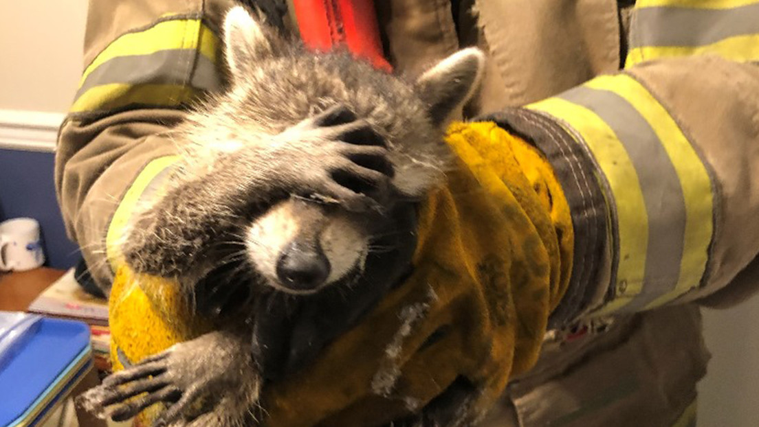 La graciosa reacción de un mapache después de ser descubierto mientras robaba comida en EEUU (FOTO)