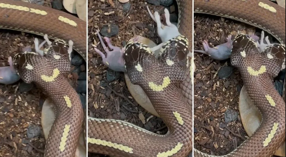 EN VIDEO: Impactante momento en que una serpiente de dos cabezas se come dos ratones al mismo tiempo