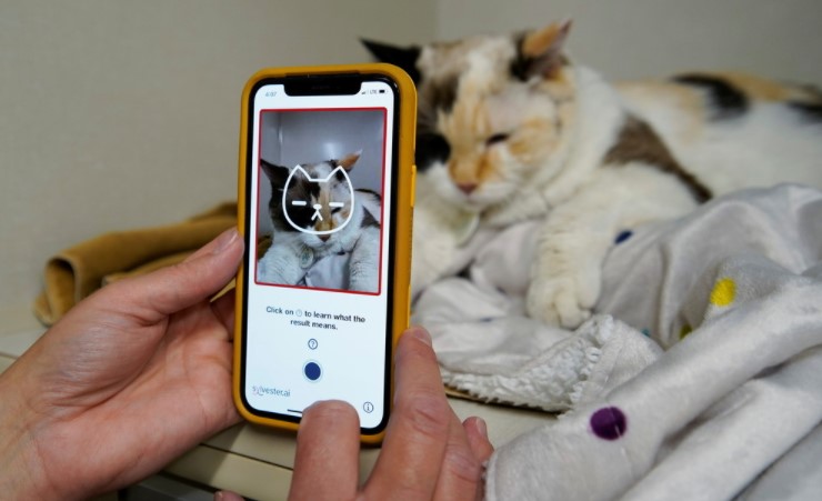 Desarrollaron una aplicación que puede “evaluar” el dolor que experimentan los gatos