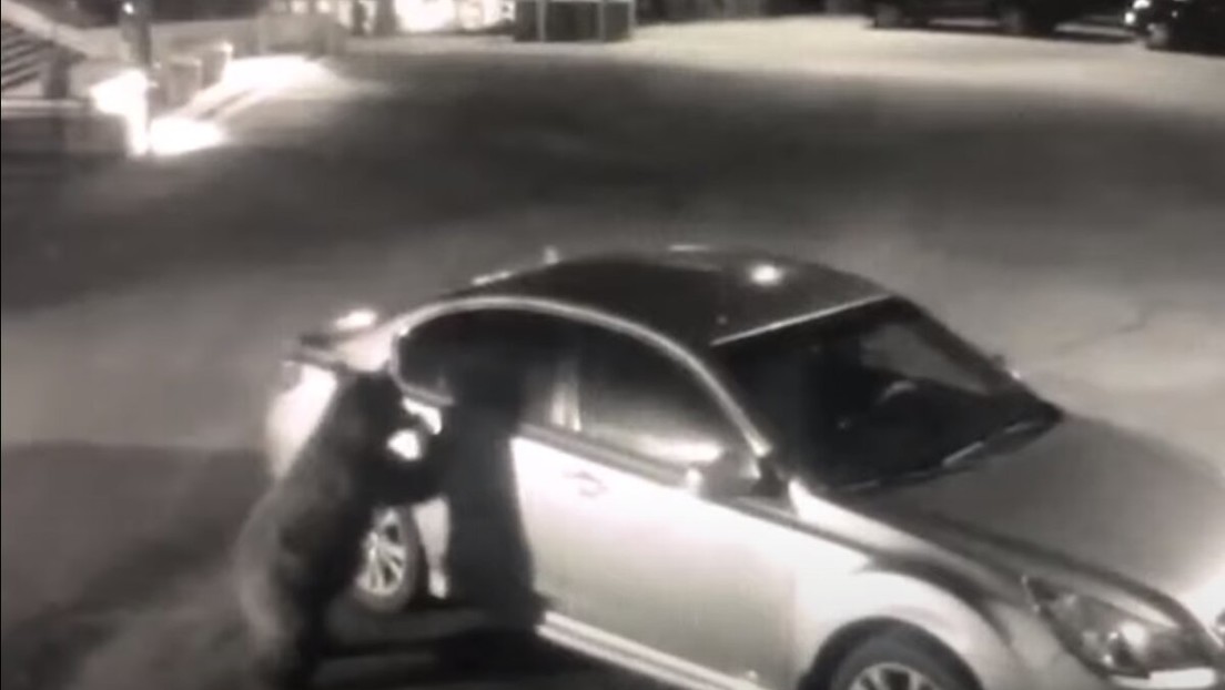 ¡Un oso muy curioso! Abrió la puerta del vehículo de un policía en EEUU para ver que había dentro (VIDEO)
