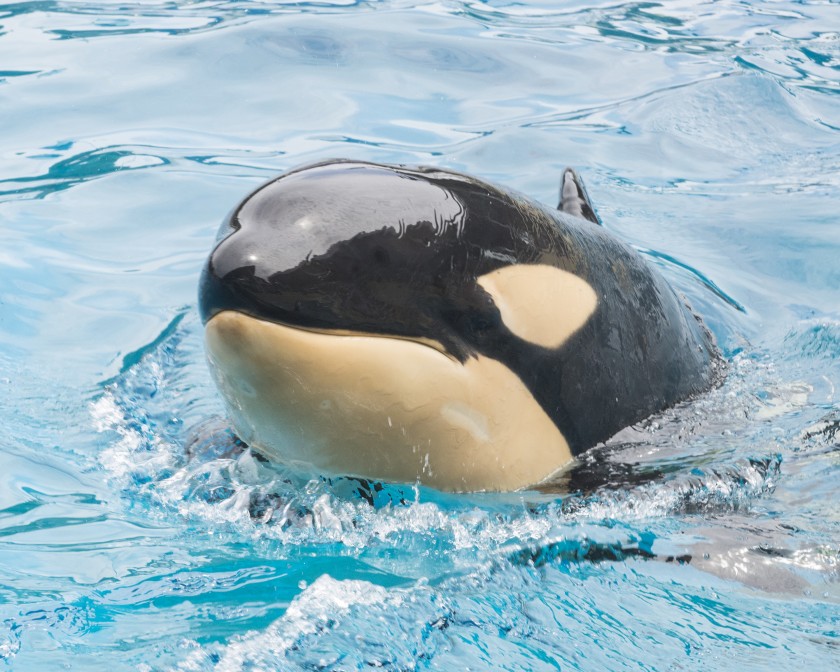 La orca más joven de San Diego murió repentinamente: Activistas piden investigación