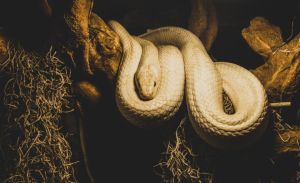 Aparición de la gigantesca “serpiente pene” en Estados Unidos intriga a los científicos