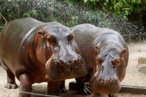 Esterilizan a hipopótamos descendientes de los llevados a Colombia por Pablo Escobar