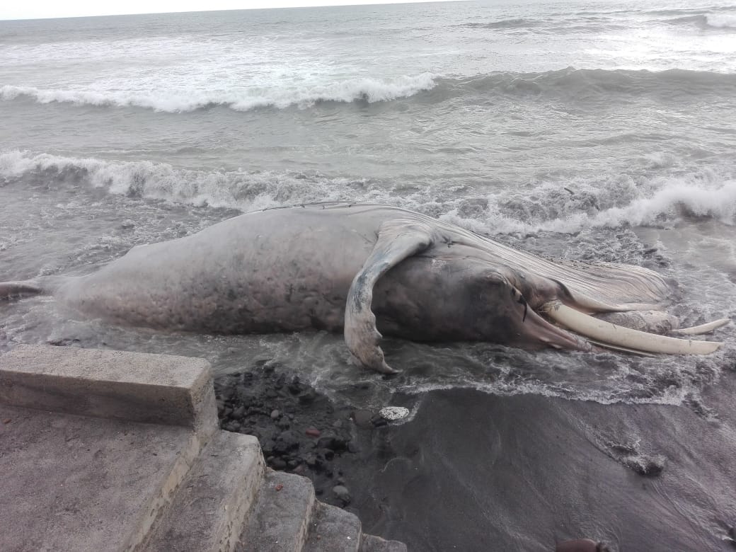 Una ballena de 15 metros fue hallada muerta en una playa de El Salvador (FOTOS)