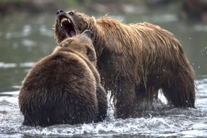 “Podía ver el interior de su boca”: Un oso le devoró la cara a una antropóloga y sobrevivió para contarlo