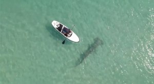 El ATERRADOR momento en que un tiburón martillo nada a centímetros de bañistas en Florida (VIDEO)