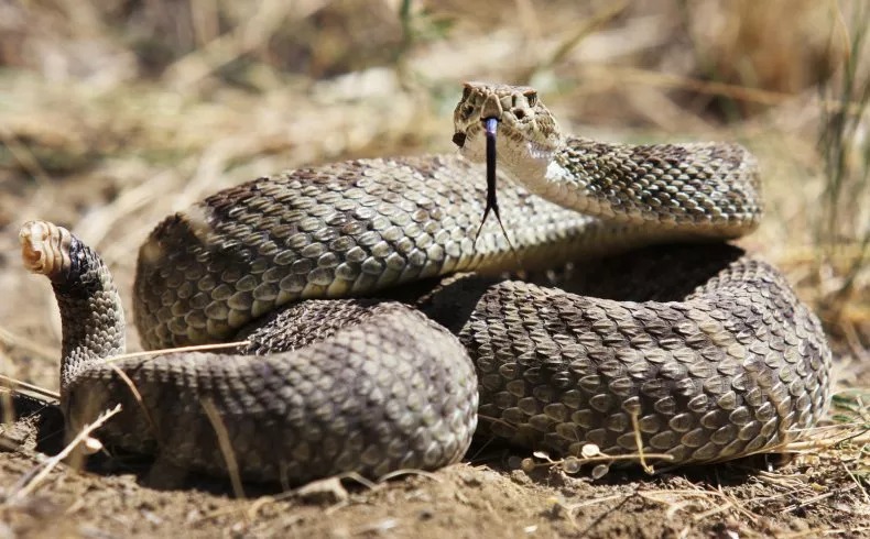 Insólito: hombre decapitó de un mordisco a su serpiente de mascota y fue detenido en Miami