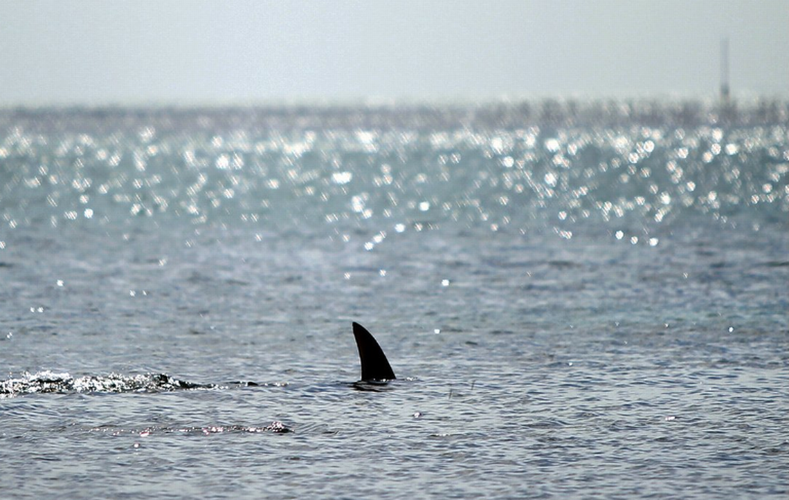 Terror en Florida: Tiburón atacó ferozmente a un hombre en la orilla de la playa