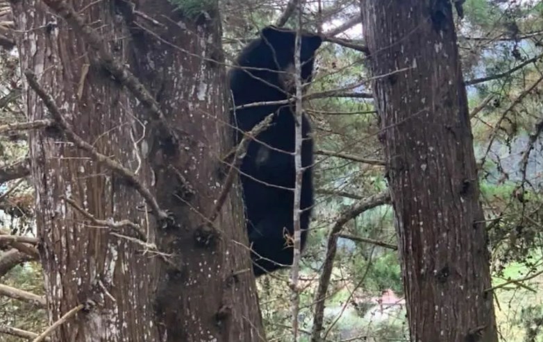 EN VIDEO: Oso frontino se deja ver por pobladores de Mérida