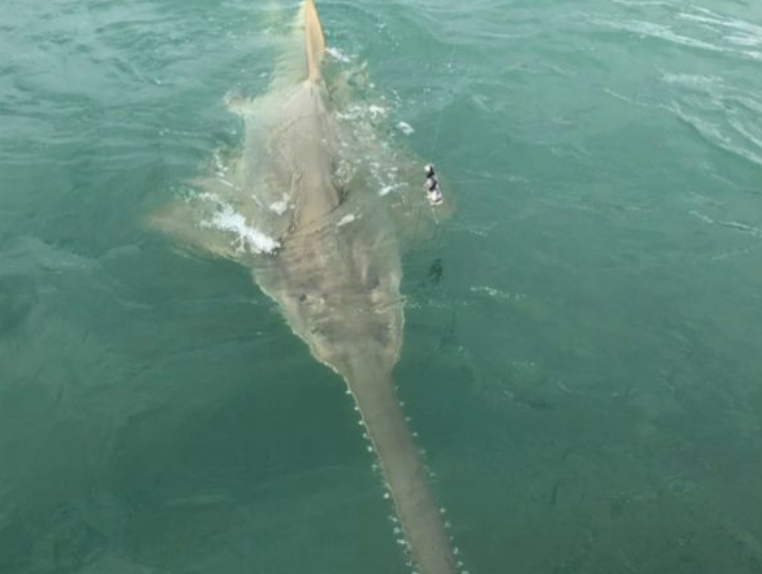 Quería atrapar un tiburón… pero terminó pescando un monstruo marino aún más aterrador (Fotos)