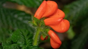 Una flor silvestre que se creía extinguida hace 40 años fue redescubierta en los Andes de Ecuador