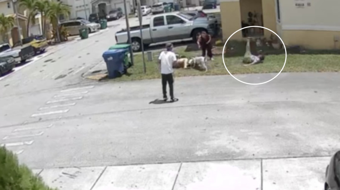 “Es aterrador”: Mujer y su mascota fueron atacados violentamente por dos pitbulls en Miami-Dade