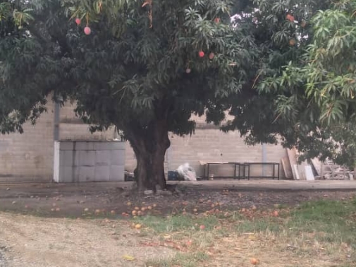 Quería bajar mangos: Adolescente cayó de un árbol y murió en Aragua