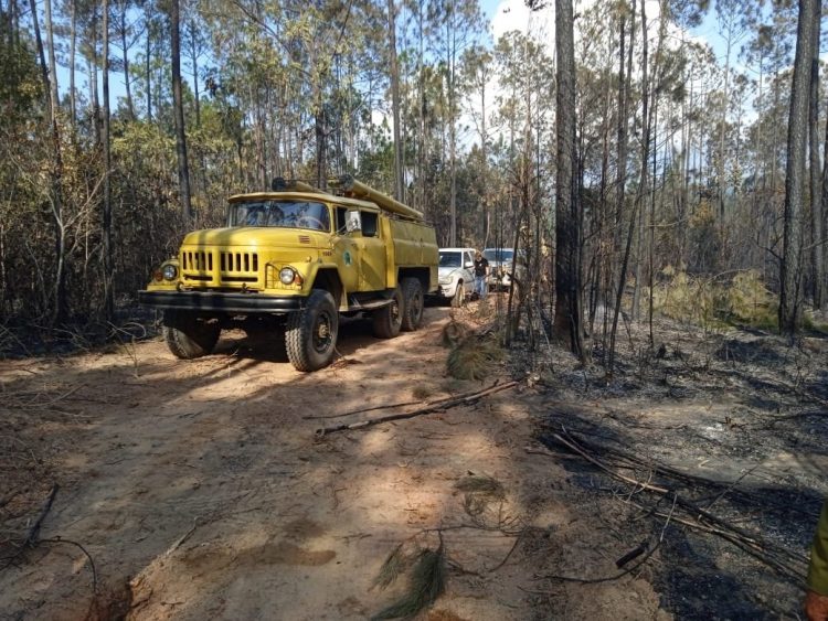 Incendio forestal afectó 150 hectáreas de pinos en Cuba