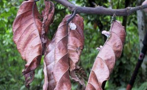 Hongo escoba de bruja redujo productividad del cacao a 30% en el estado Sucre