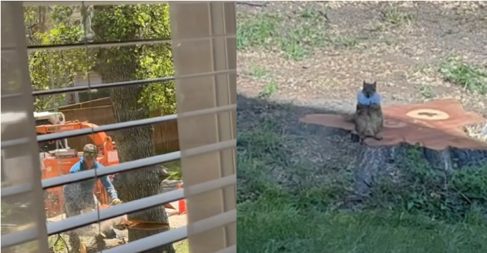 El triste momento en que una ardilla ve cómo talan el árbol que era su casa (VIDEO)