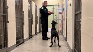 A la cárcel por dejar a su perro abandonado tras atarlo de patas y hocico