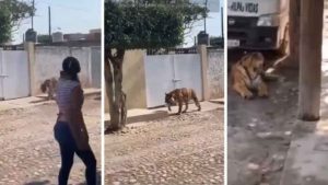 EN VIDEO: Tigre de bengala paseando lo más de campante frente a varias personas