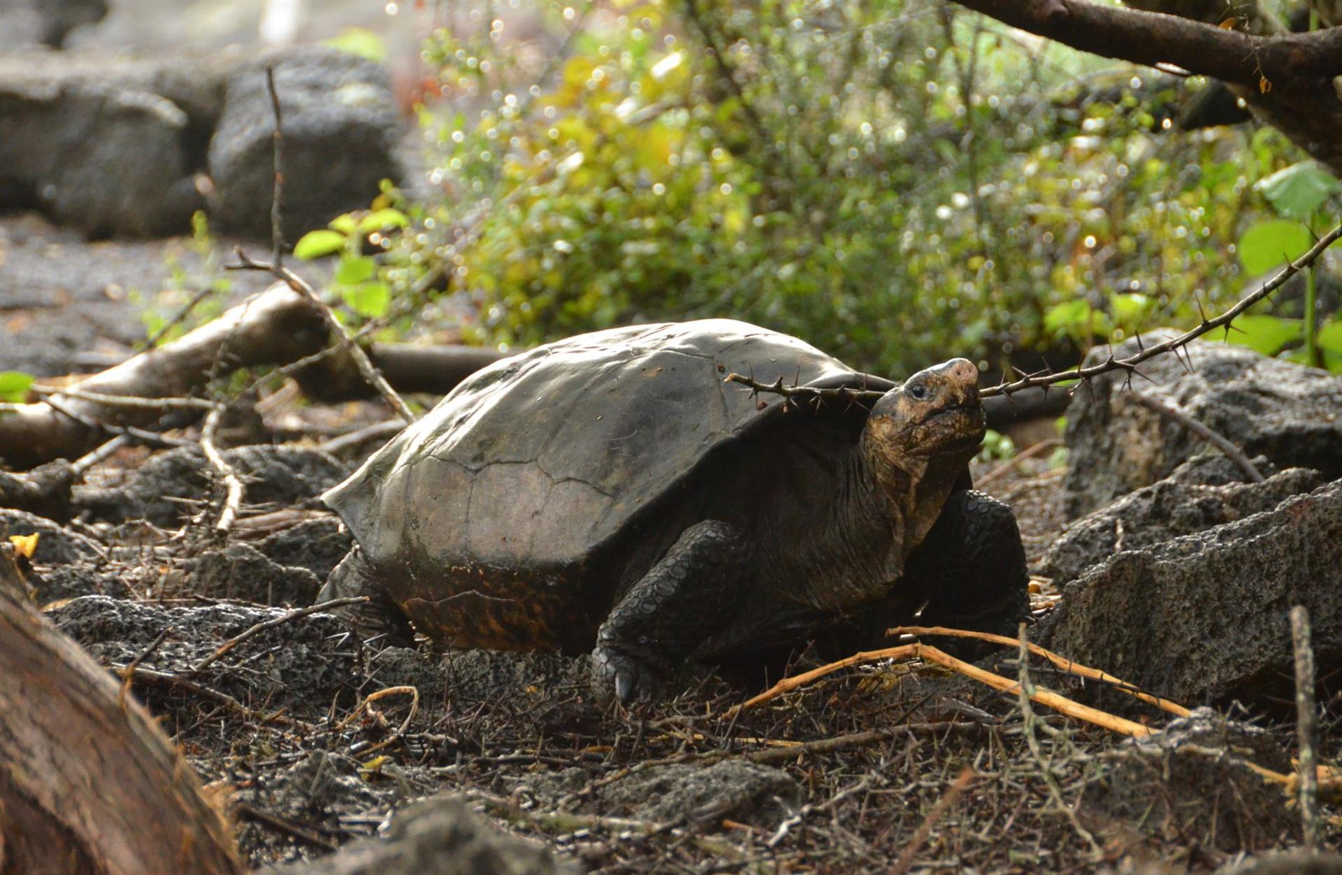 Fernanda, la tortuga gigante de Galápagos que confirma que su especie aún vive