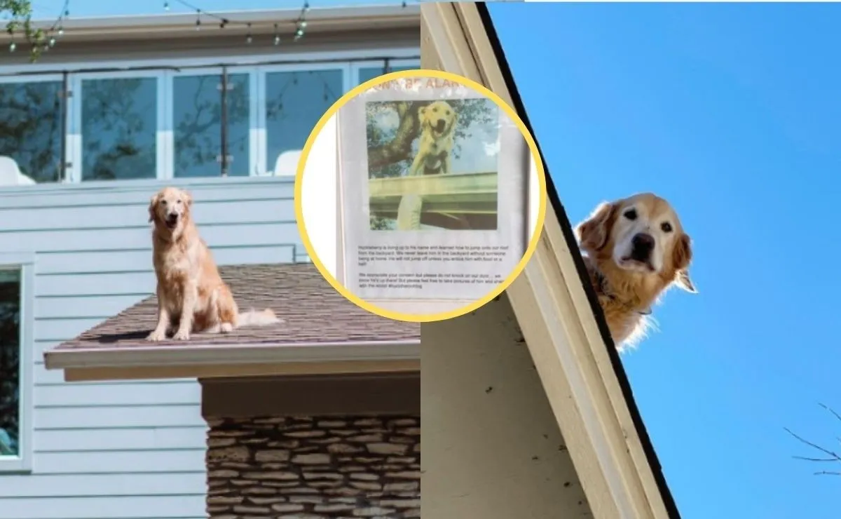 Su perro desarrolló una extraña actitud y tuvo que poner carteles para no asustar los vecinos