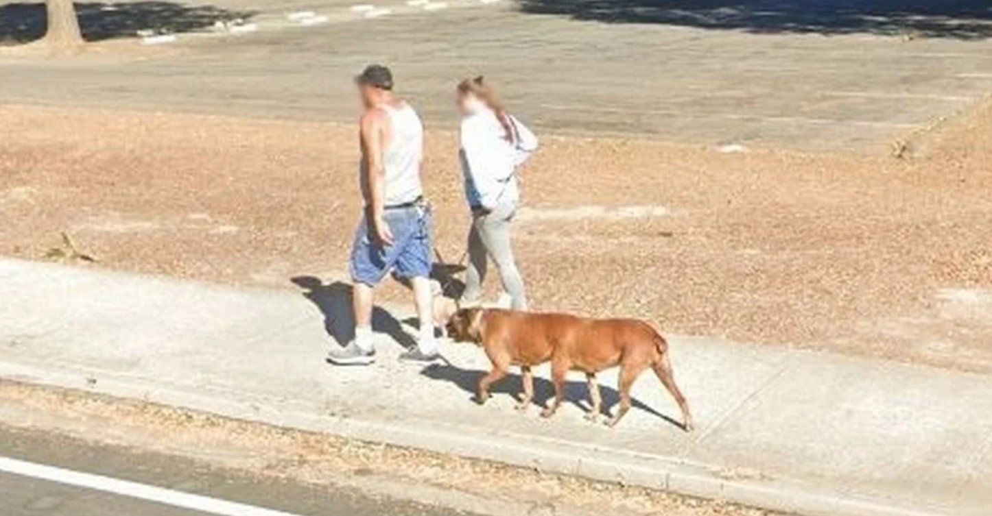 La verdad sobre el “perro con seis patas” que aparece en Google Maps caminando por la calle