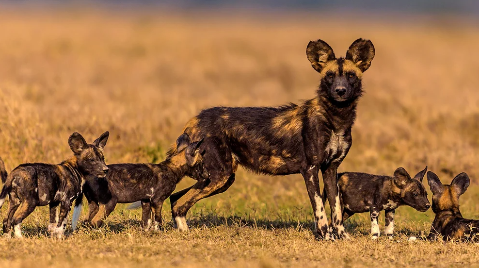 Cuál es el primer animal que retrasó los nacimientos de sus crías por el calentamiento global