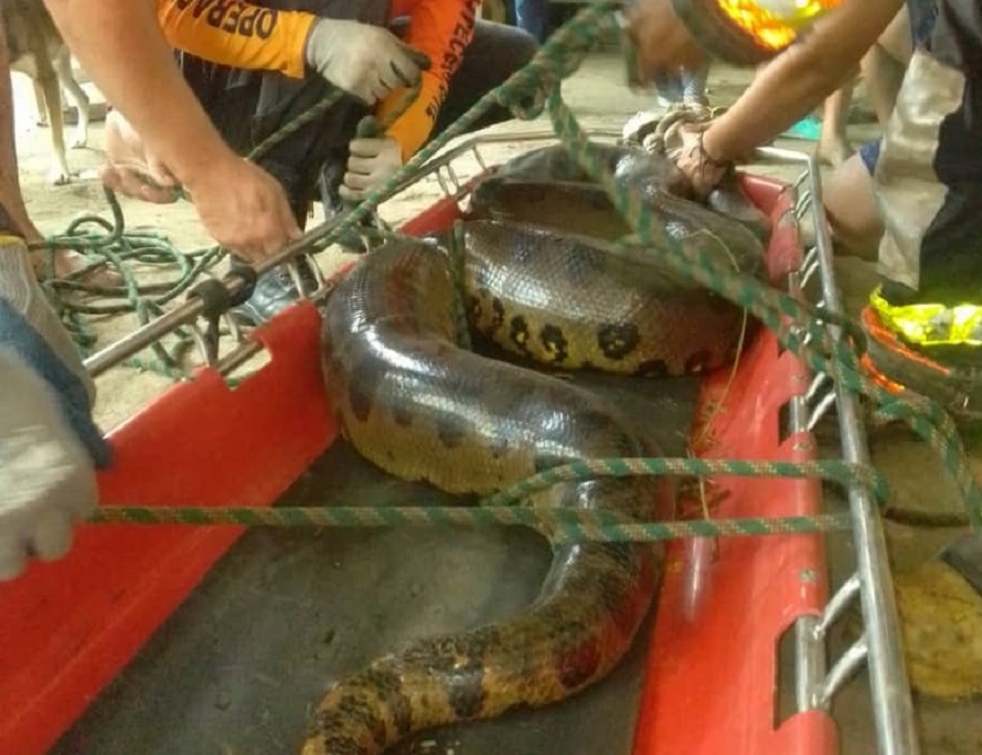 Rescatan a una boa de más de siete metros en Barinas