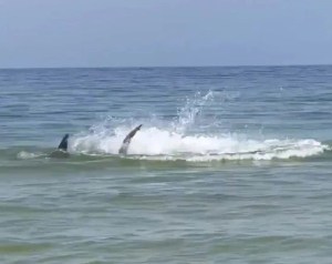 La ferocidad de un tiburón martillo contra una raya causó pánico entre bañistas en Alabama